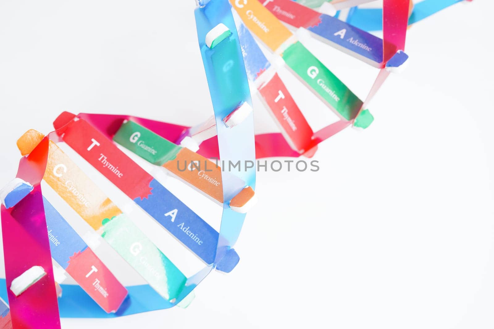 DNA molecule spiral structure model isolated on white background, chromosome and gene chemical science biology.
