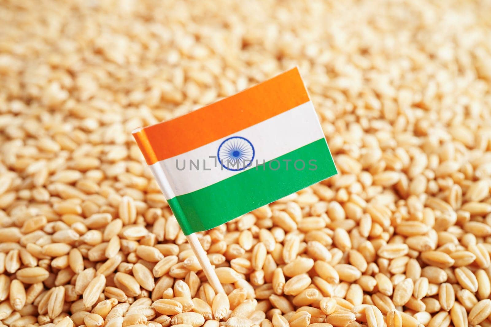 India flag on grain wheat, trade export and economy concept.