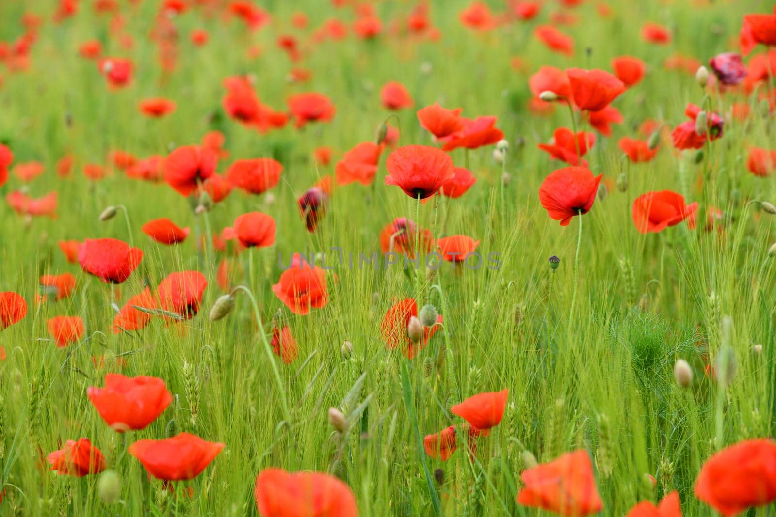 bright poppies in a grain field