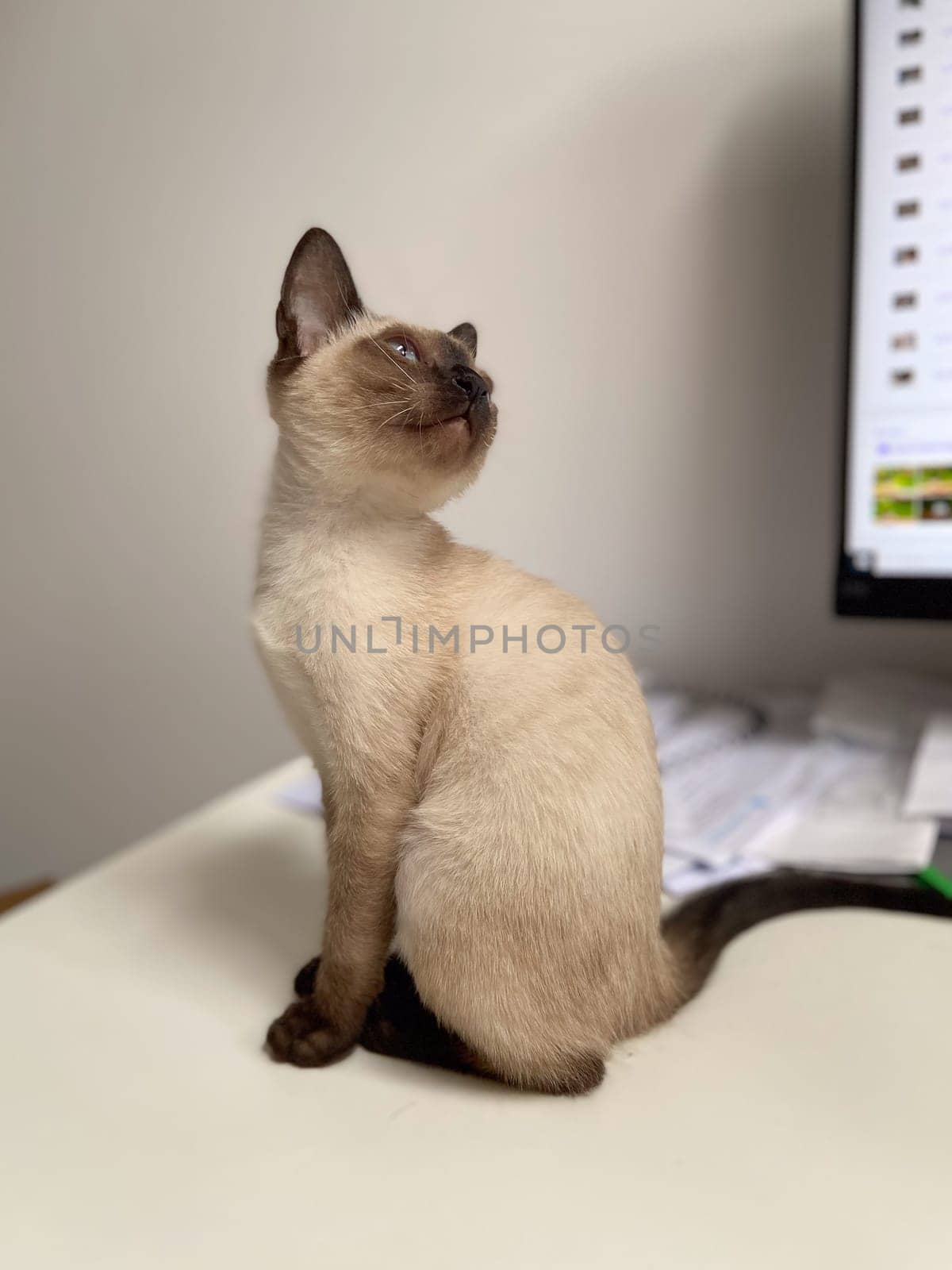 Cute kitten siamese cat at home. Pet concept.