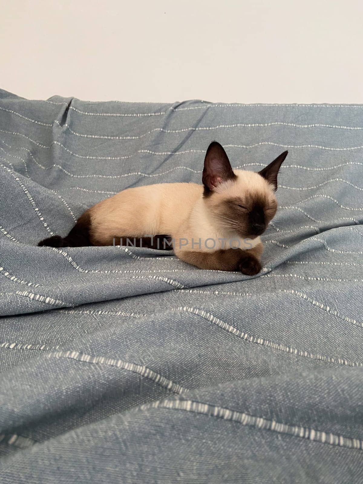 Cute kitten siamese cat at home. Pet concept.