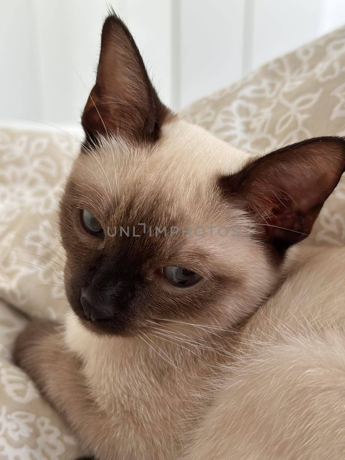 Cute kitten siamese cat at home. Pet concept.
