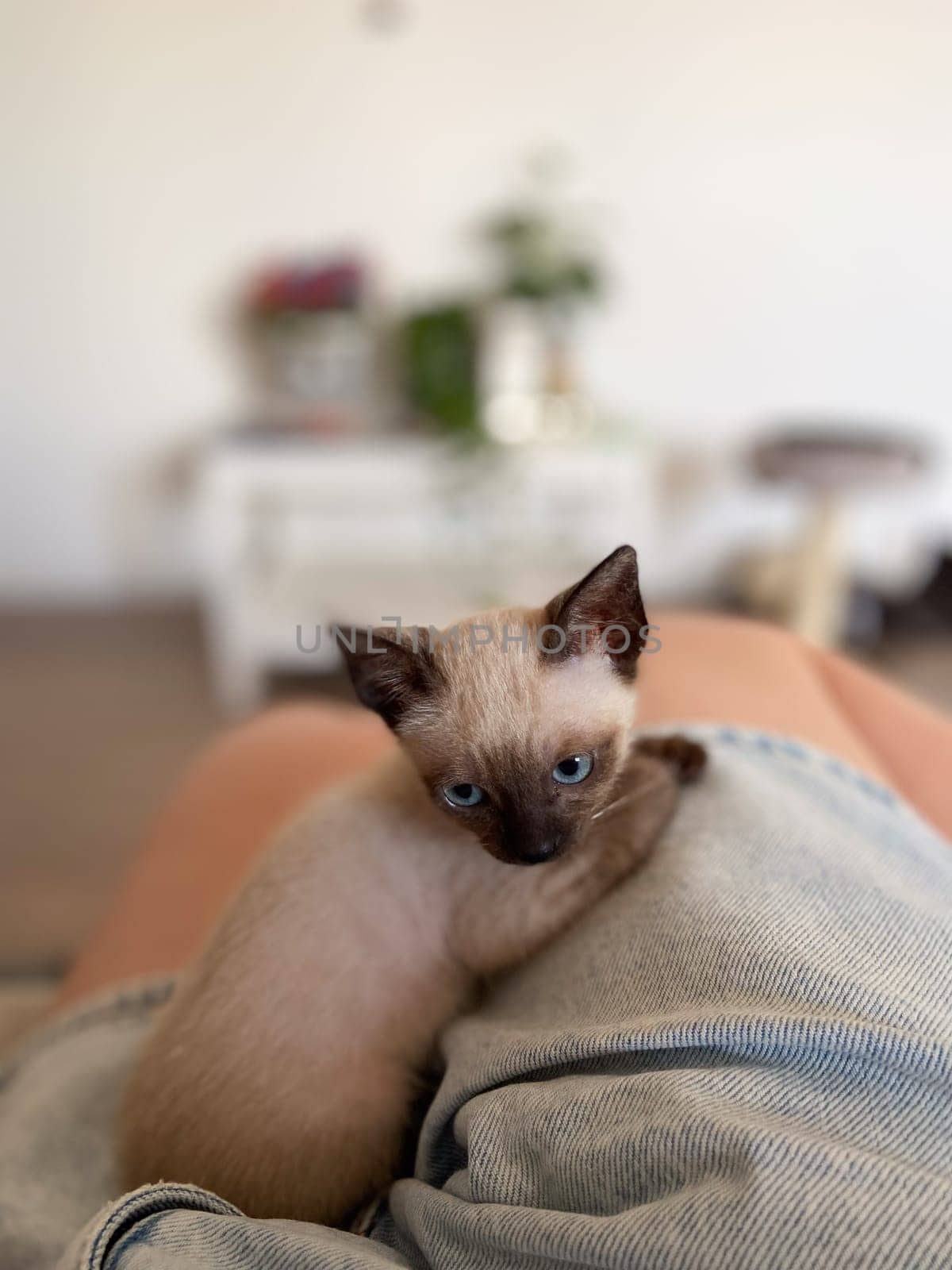 Cute kitten siamese cat at home. Pet concept.