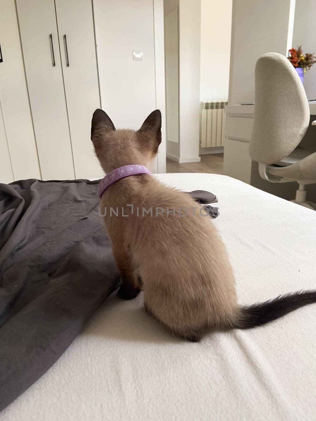 Cute kitten siamese cat at home. Pet concept.