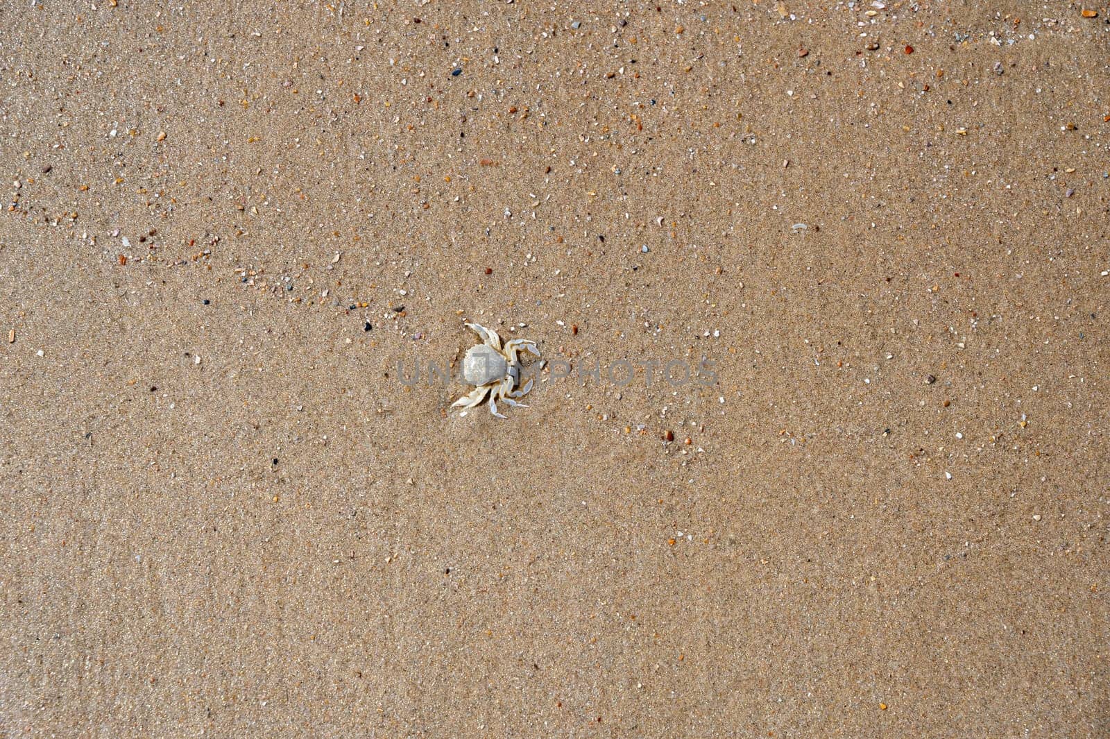 Dead crab washed up on the sandy beach