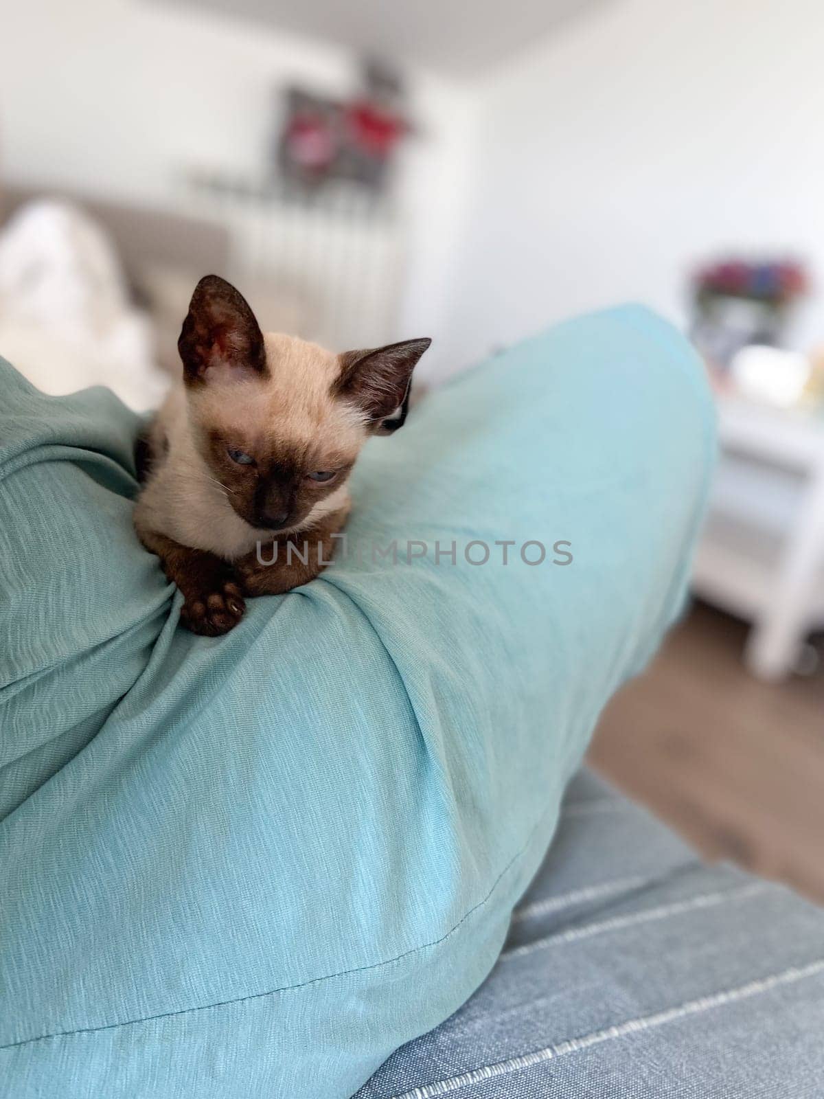 Cute kitten siamese cat at home. Pet concept.