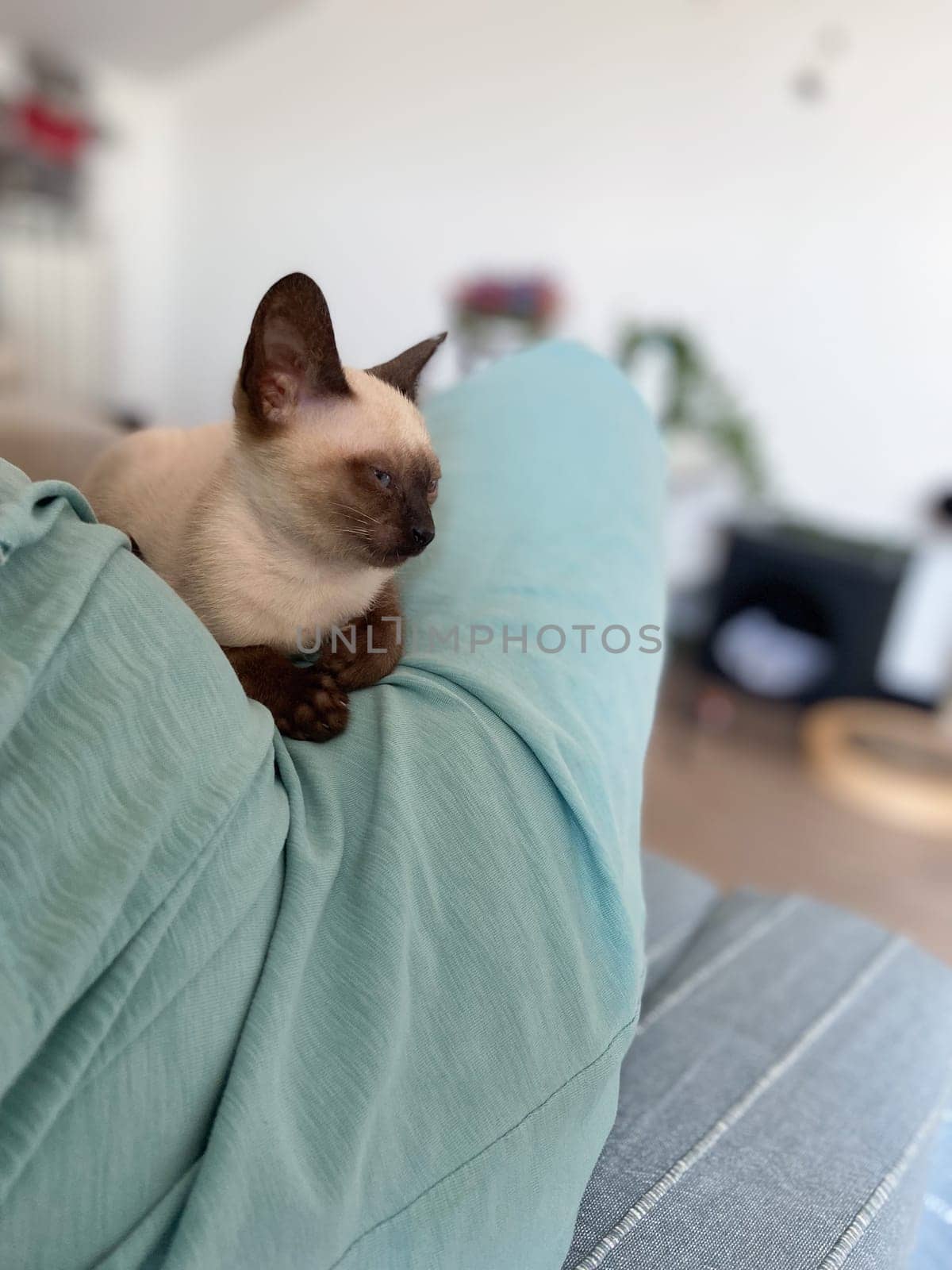 Cute kitten siamese cat at home. Pet concept.