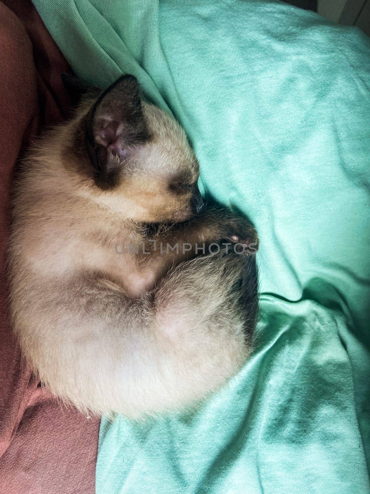 Cute kitten siamese cat at home. Pet concept.