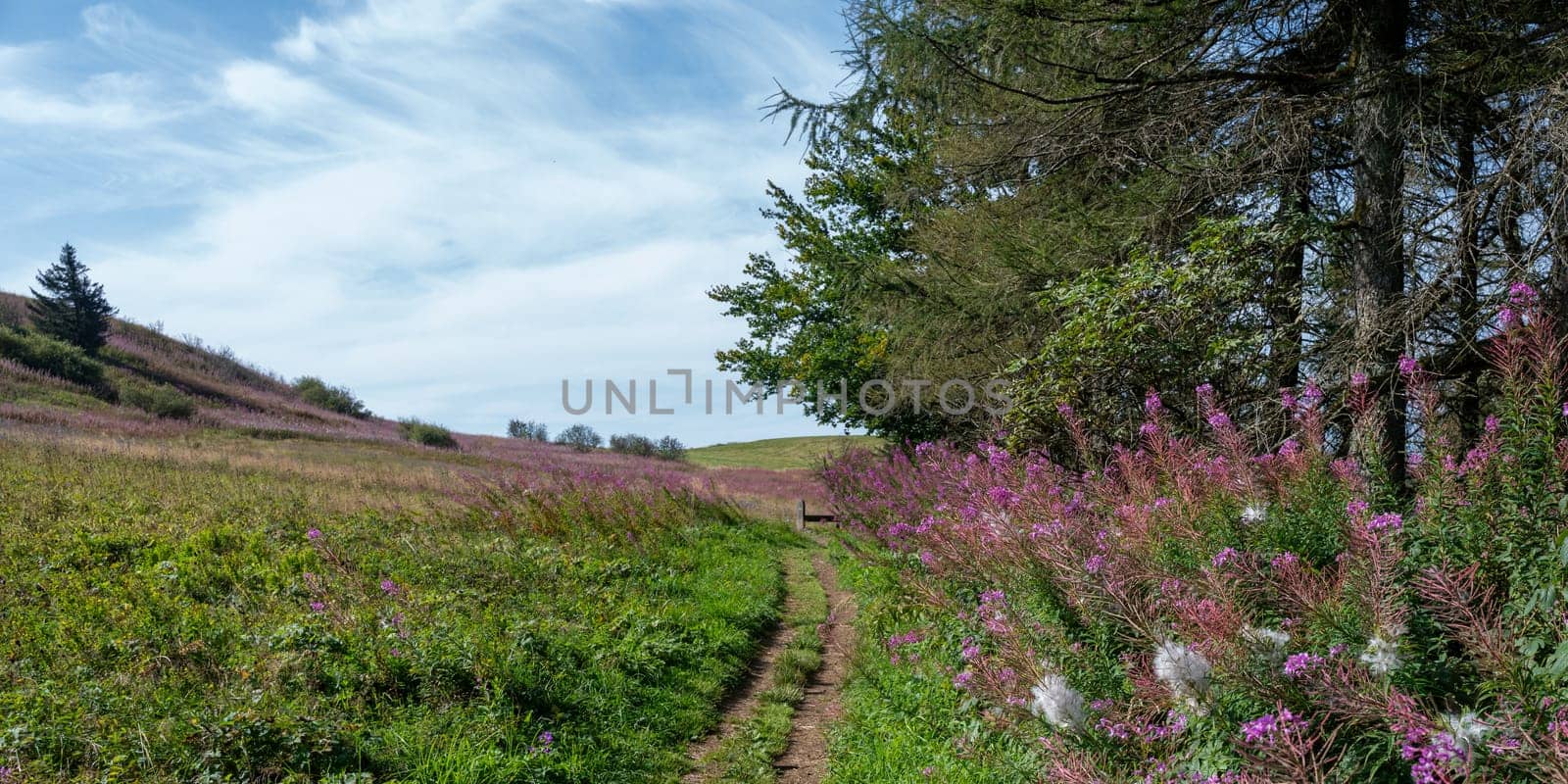 Blooming willowherb (Epilobium angustifolium) on a meadow, next to a footpath with trees and blue sky, a bench at the end of the path