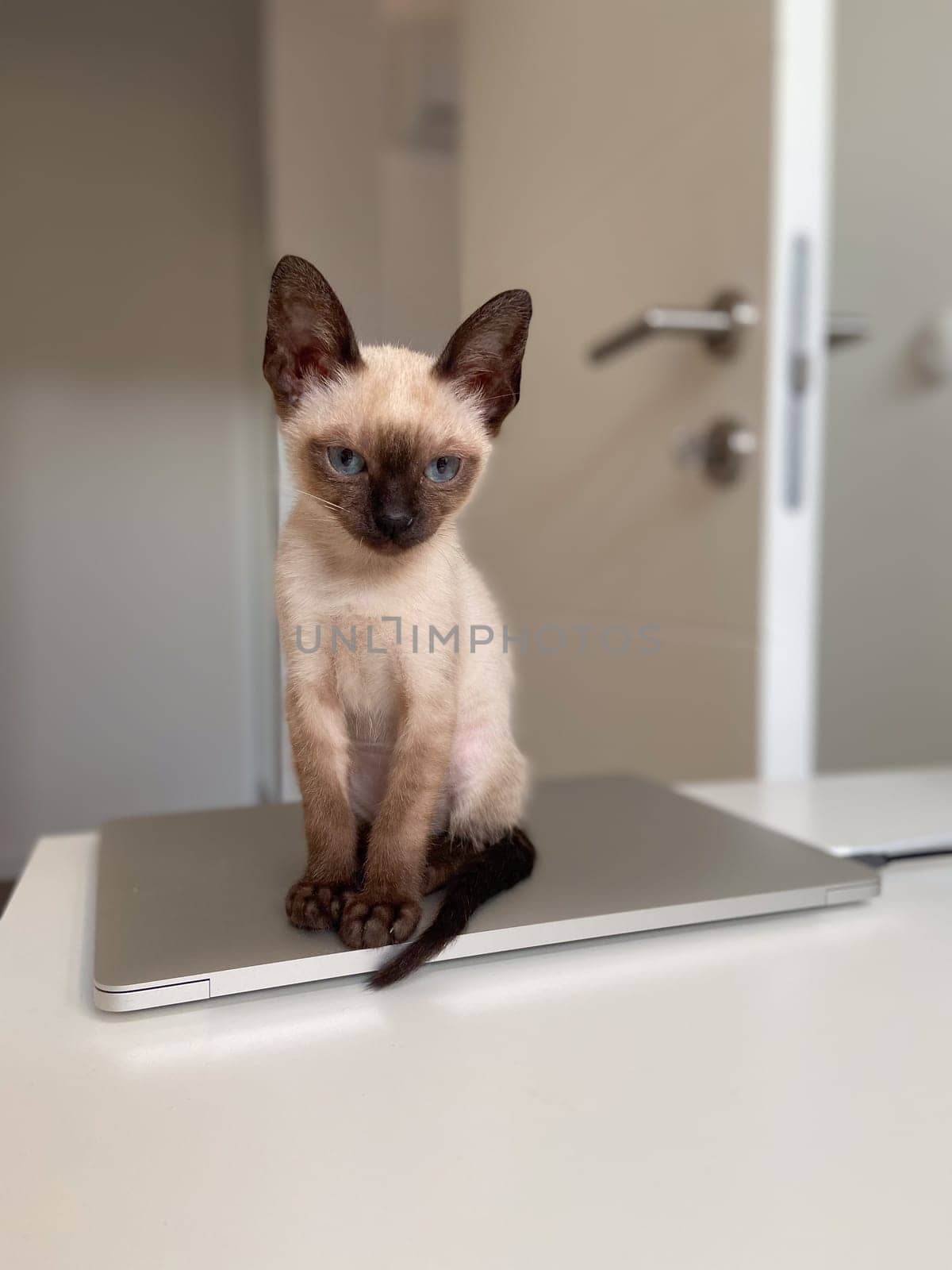 Cute kitten siamese cat at home. Pet concept.