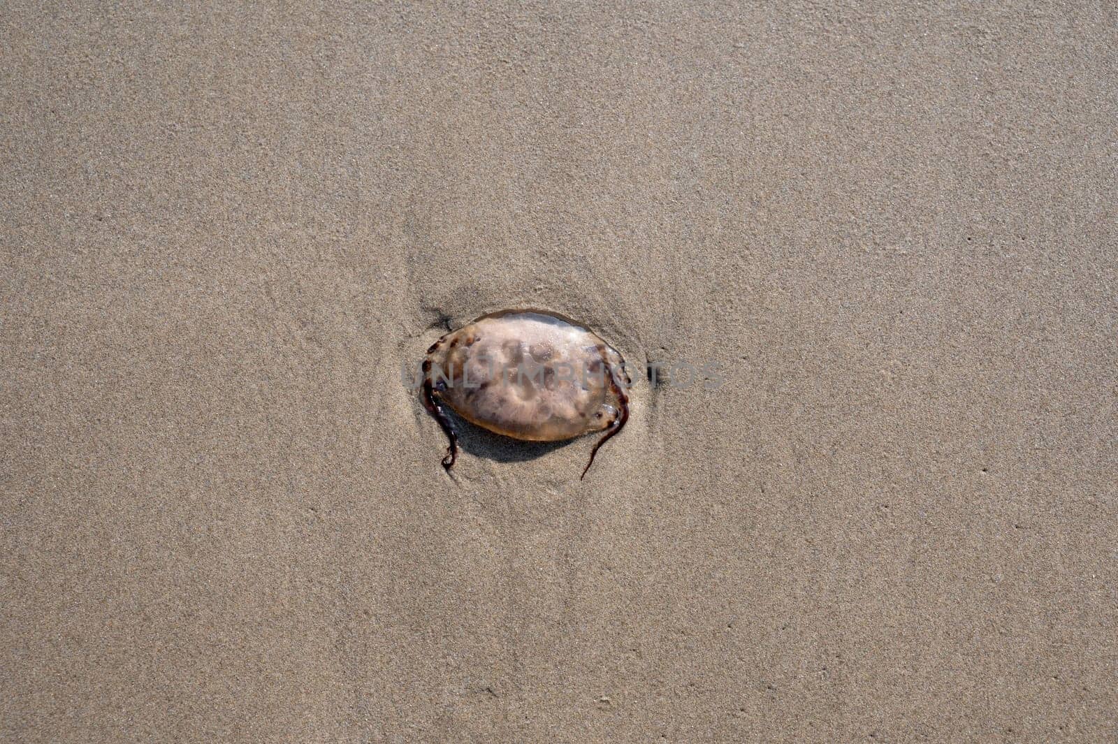 A jellyfish washed up on the sandy shore in the north of the Netherlands