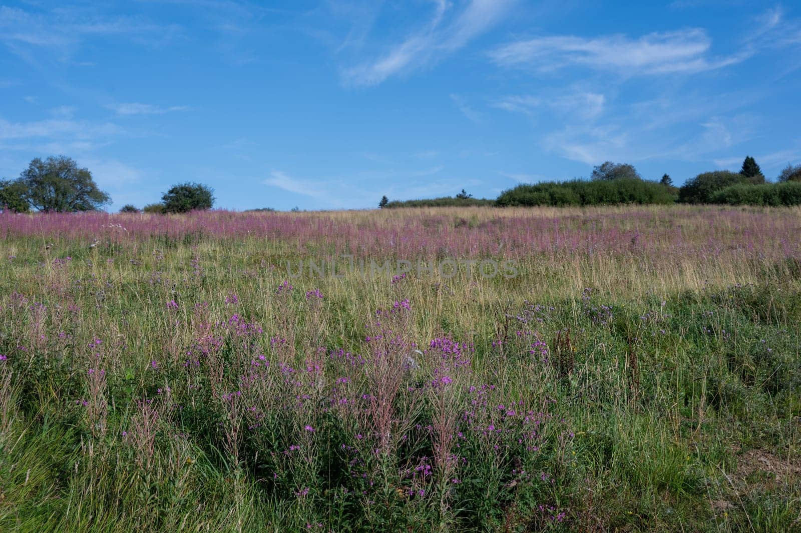 Blooming willowherb (Epilobium angustifolium) on a green meadow with blue sky and  trees in the background