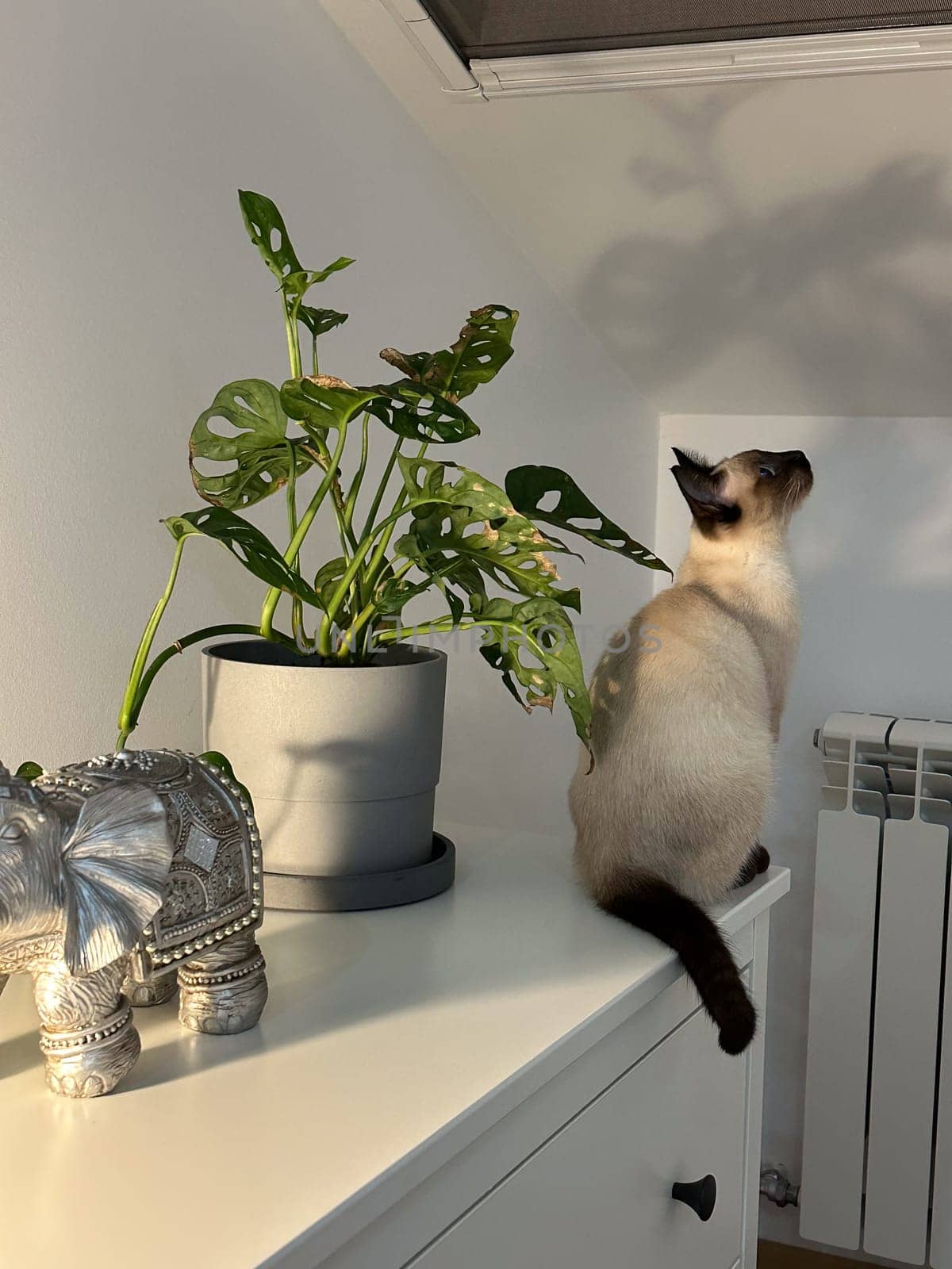 Cute kitten siamese cat at home. Pet concept.