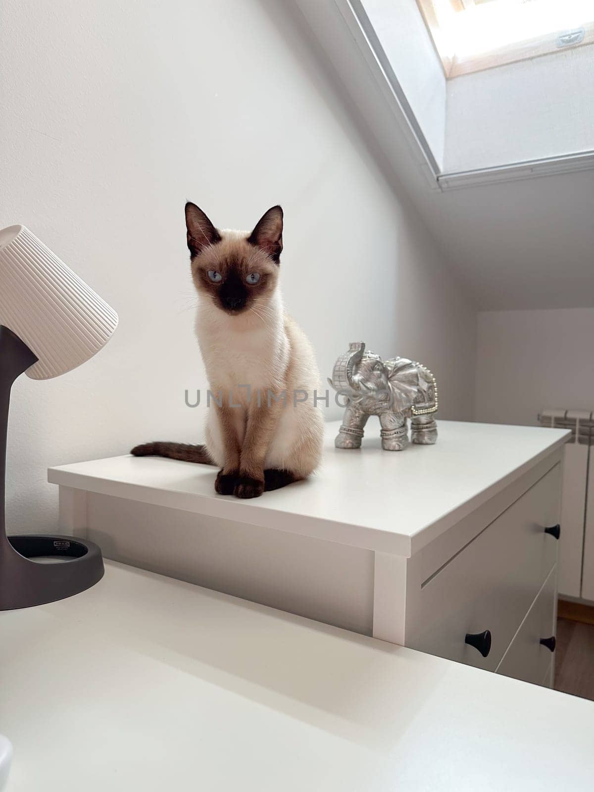Cute kitten siamese cat at home. Pet concept.
