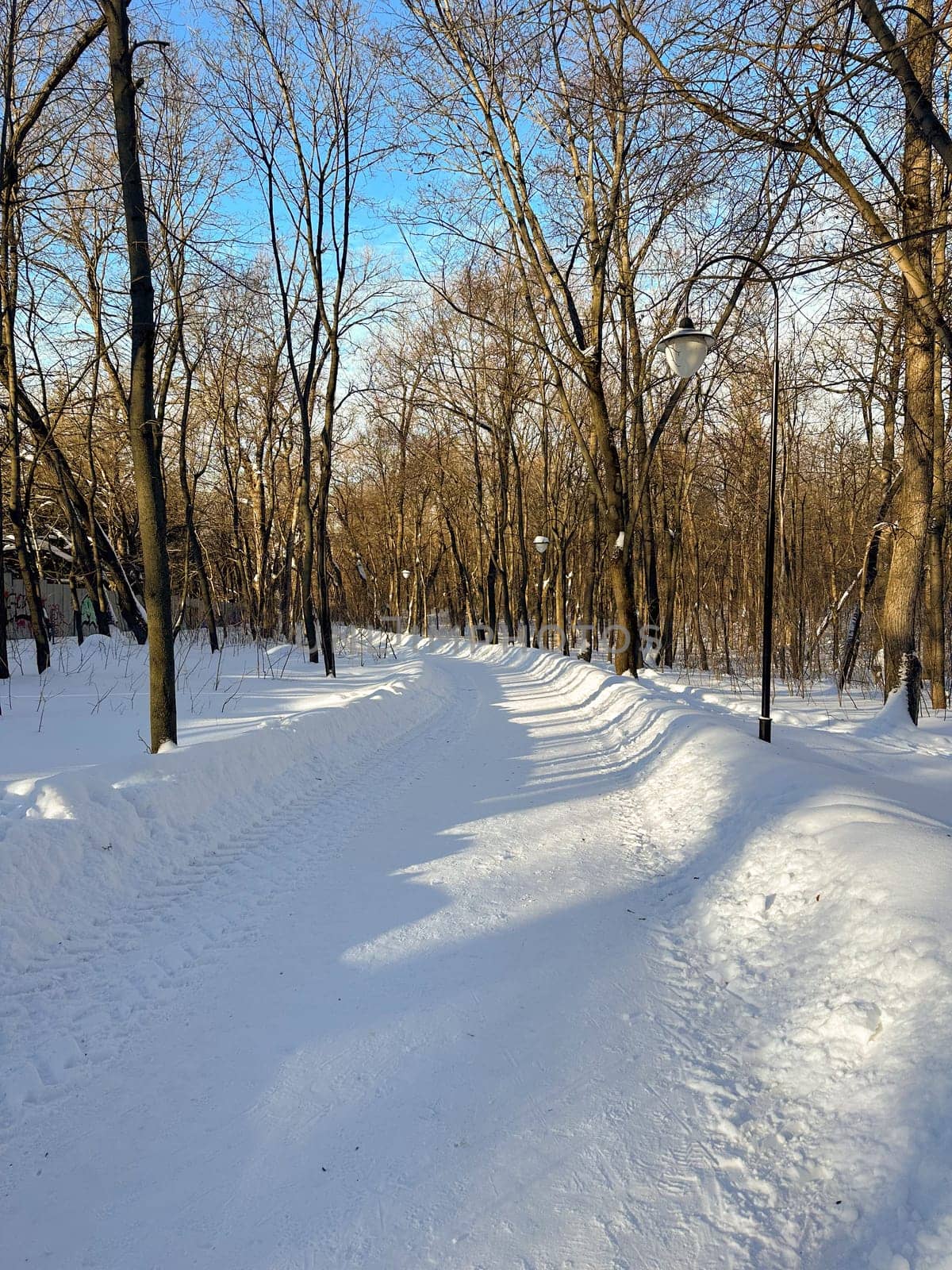Snow covered park road with snow covered bare trees, after a snowfall. Winter in urban city parkland. Winter season and north cold country concept.