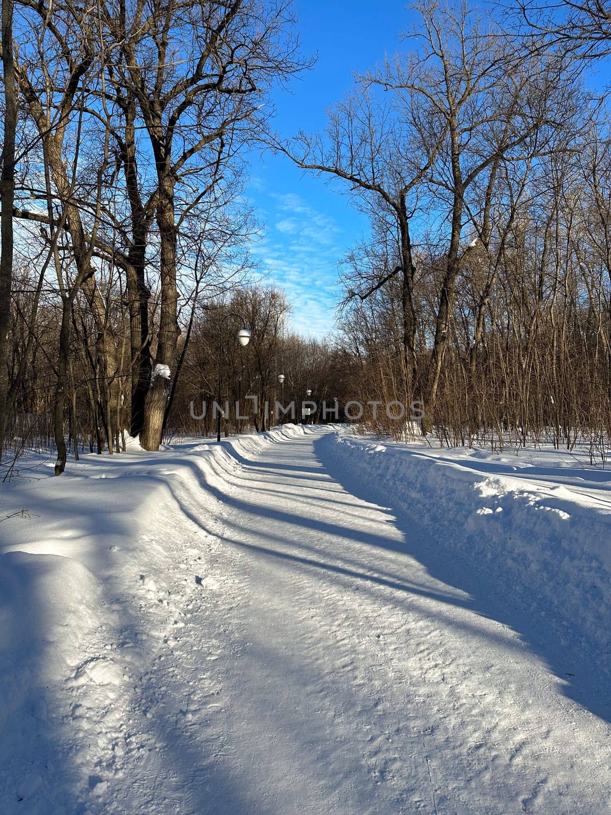 Snow covered park road with snow covered bare trees, after a snowfall. Winter in urban city parkland. Winter season and north cold country concept.