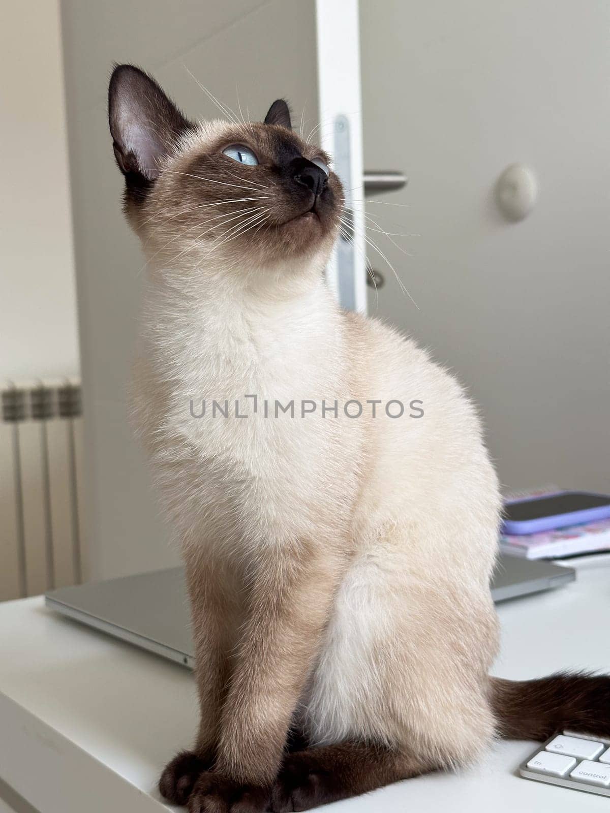 Cute kitten siamese cat at home. Pet concept.