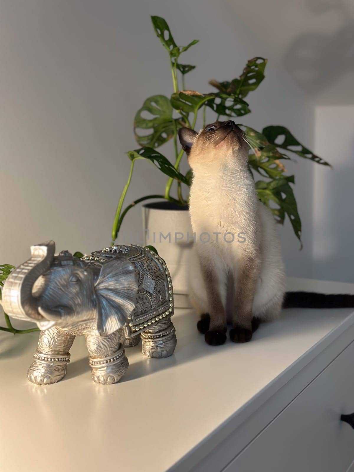 Cute kitten siamese cat at home. Pet concept.