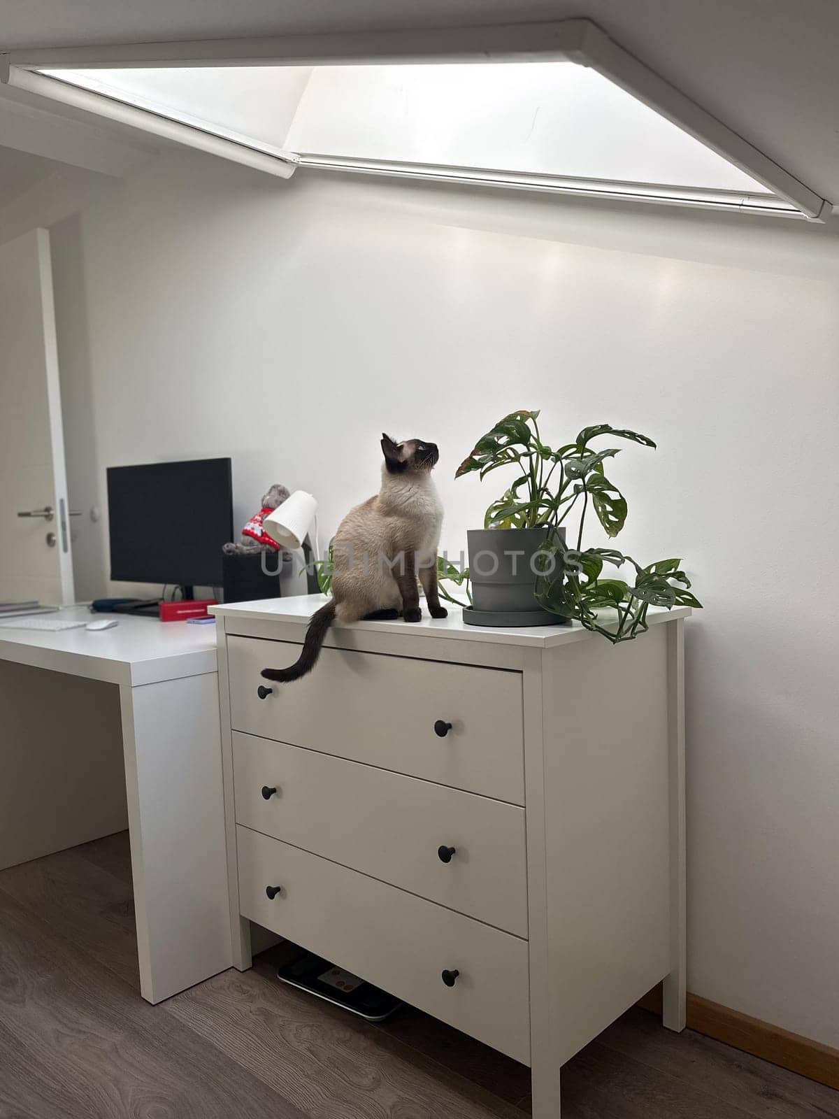 Curious funny siamese cat at home. Pet and relaxation, comfort and cozy concept.