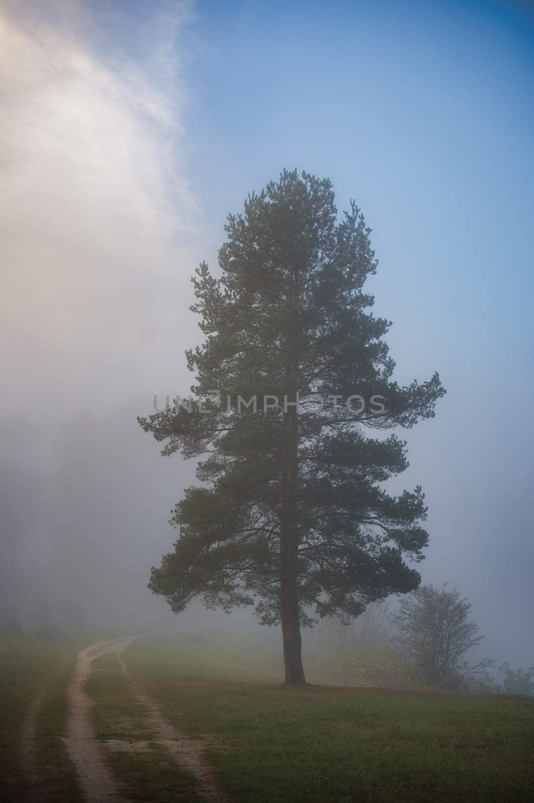 A tranquil scene of a lone tree standing in a foggy landscape, with a winding path and a calming blue sky. Perfect for concepts of solitude and peace.