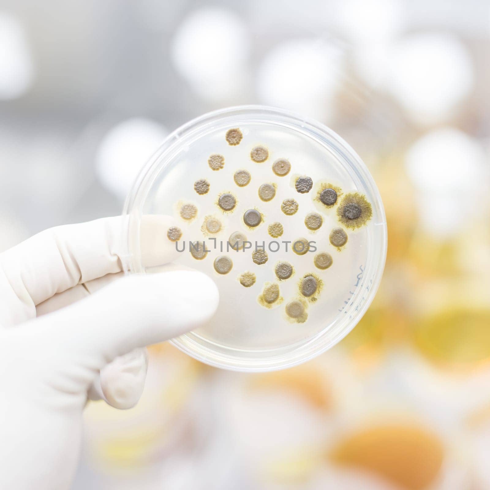 Scientist growing bacteria in petri dishes on agar gel as a part of scientific experiment. Corona virus pandemic concept. Development of virus treatment drug.