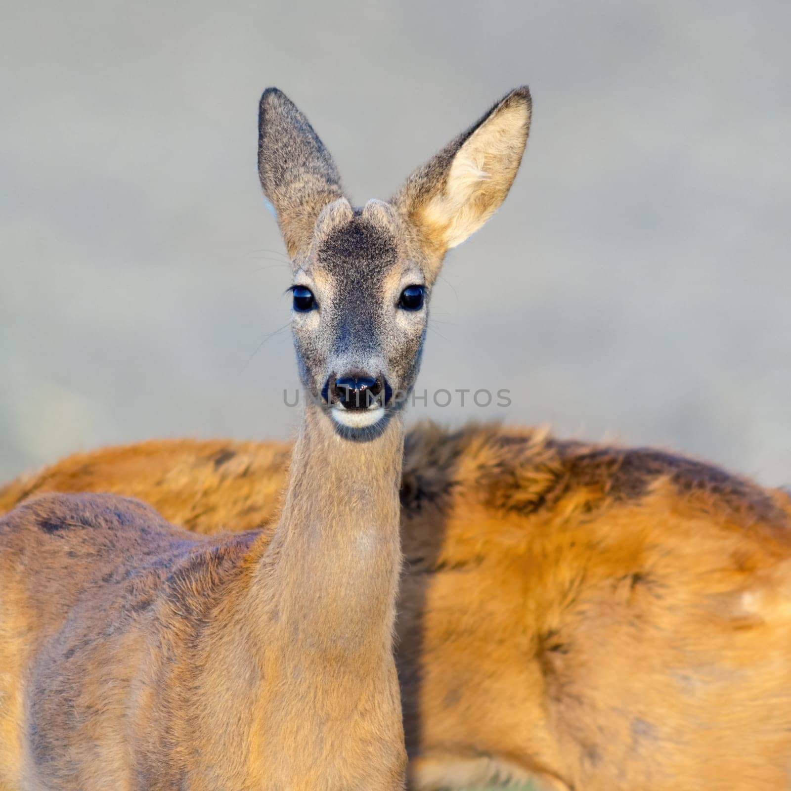 portrait of a roe deer