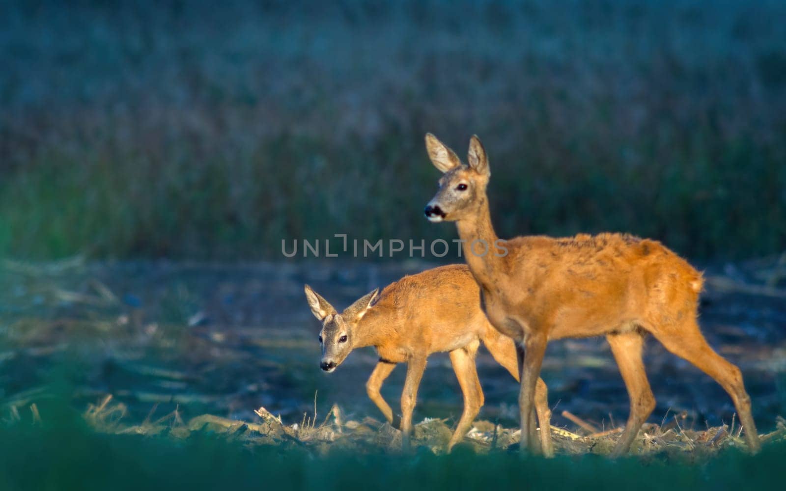 Roe deer, capreolus capreouls, couple int rutting season staring on a field with yellow wildflowers. Two wild animals standing close together. Love concept.