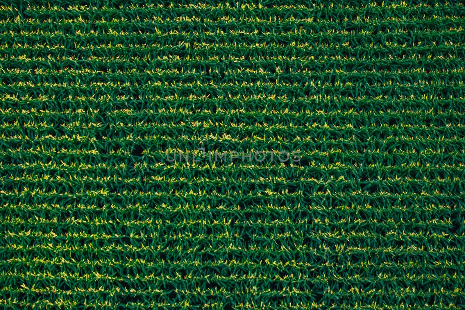 Directly above aerial view of a corn field neatly planted in rows