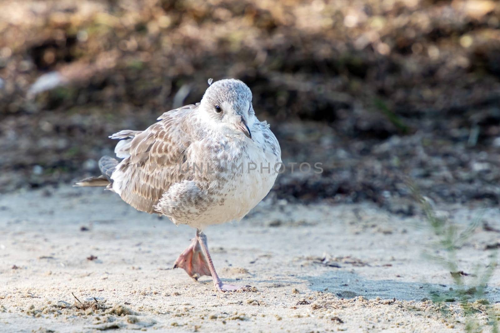 Seagull standing on the sand on the beach in search of food