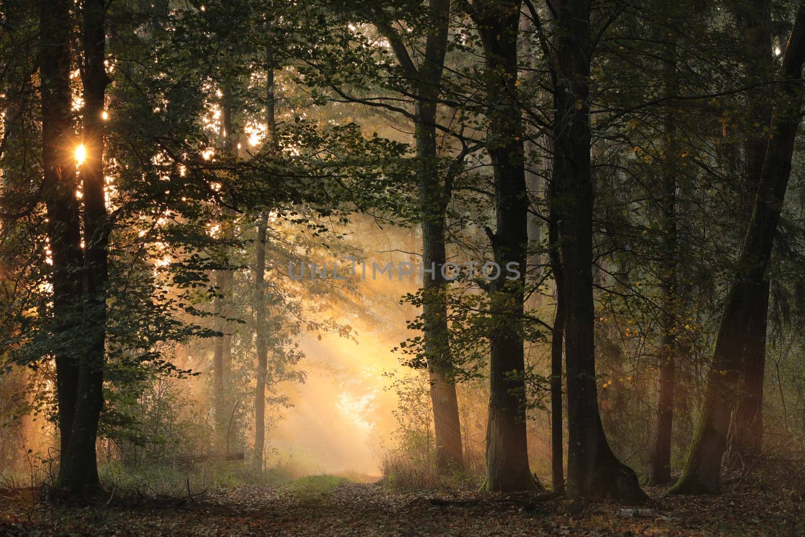 A path through a fairytale autumn forest on a foggy morning