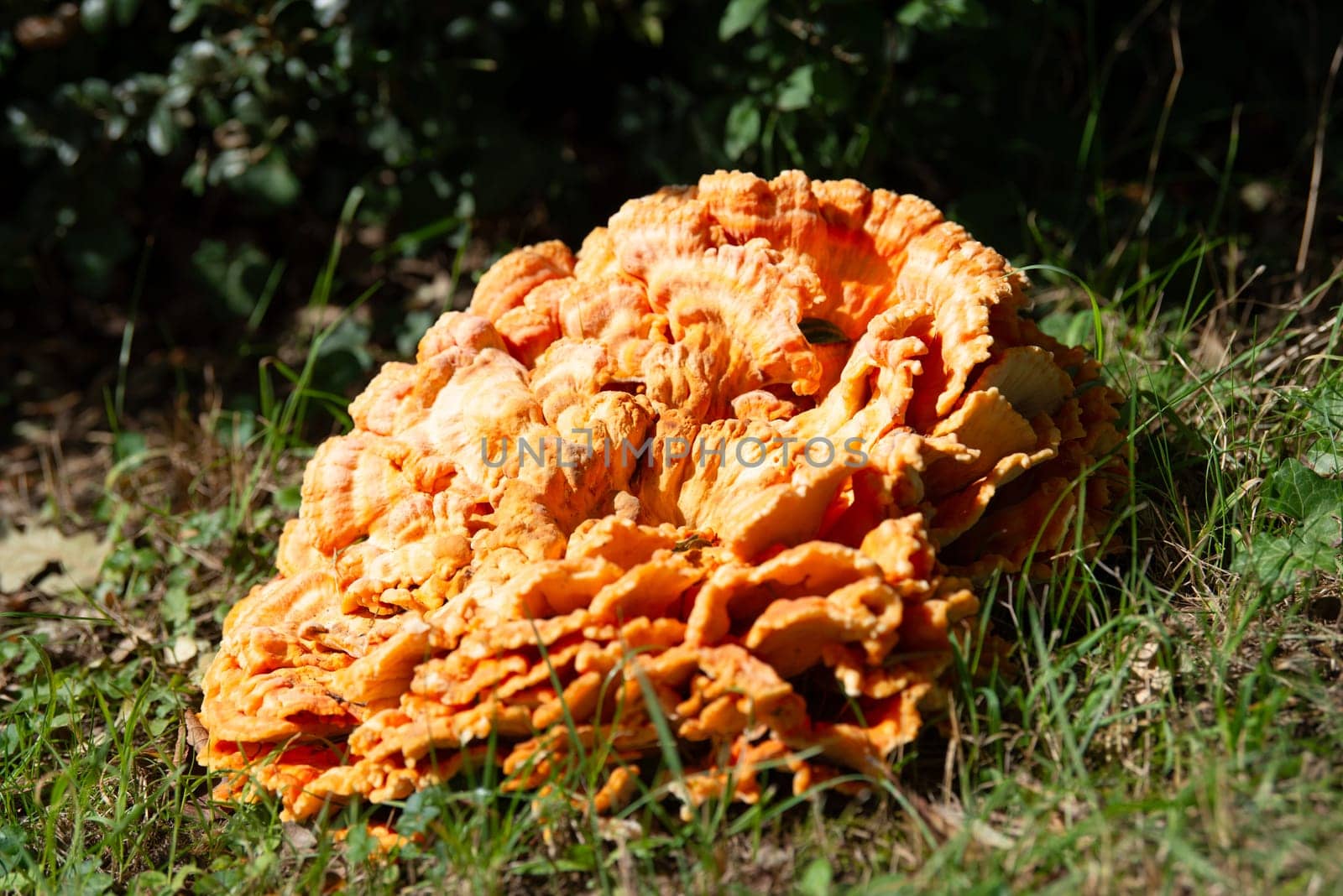 Huge common sulfur porling mushroom growing on a meadow, Laetiporus sulphureus, bracket fungus