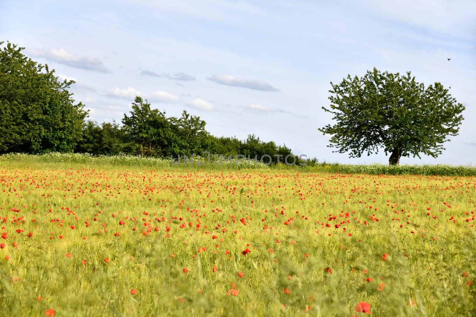 grain field with red flowers