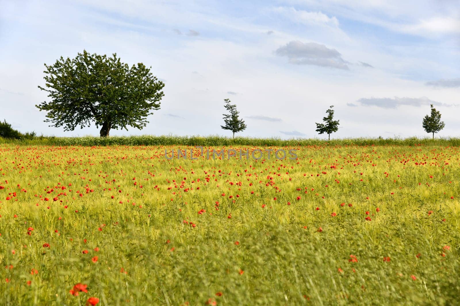 grain field with red flowers