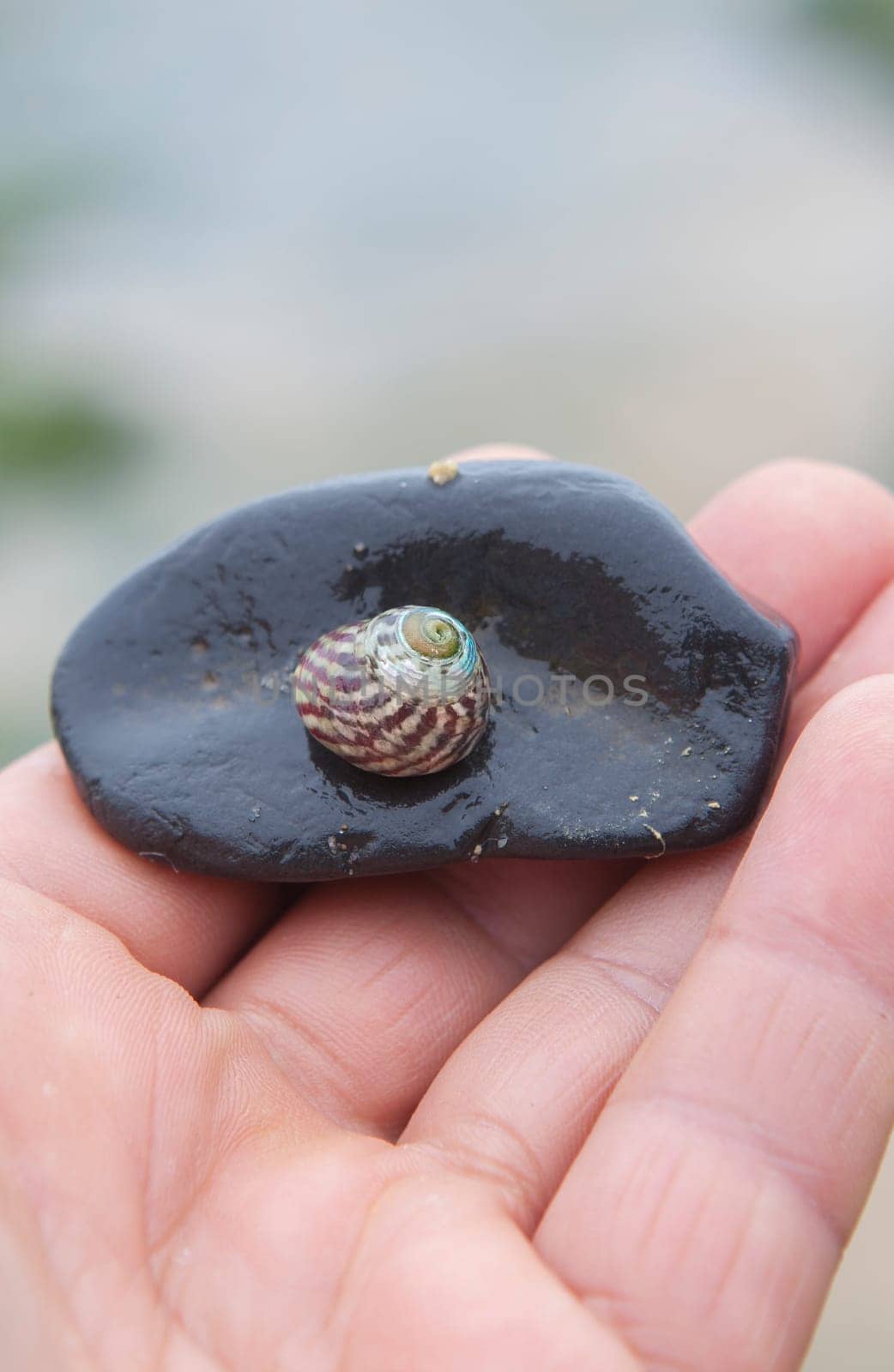 Steromphala umbilicalis, or the flat top shell. Displayed over my hand