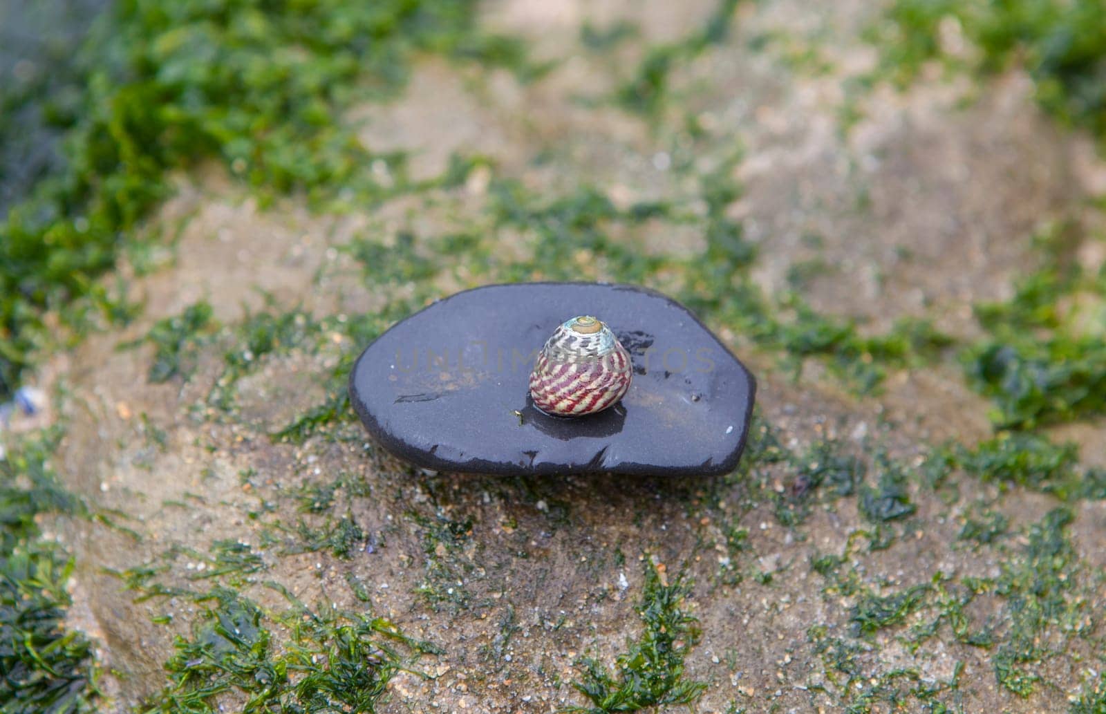 Steromphala umbilicalis, or the flat top shell. Display over roundish pebble