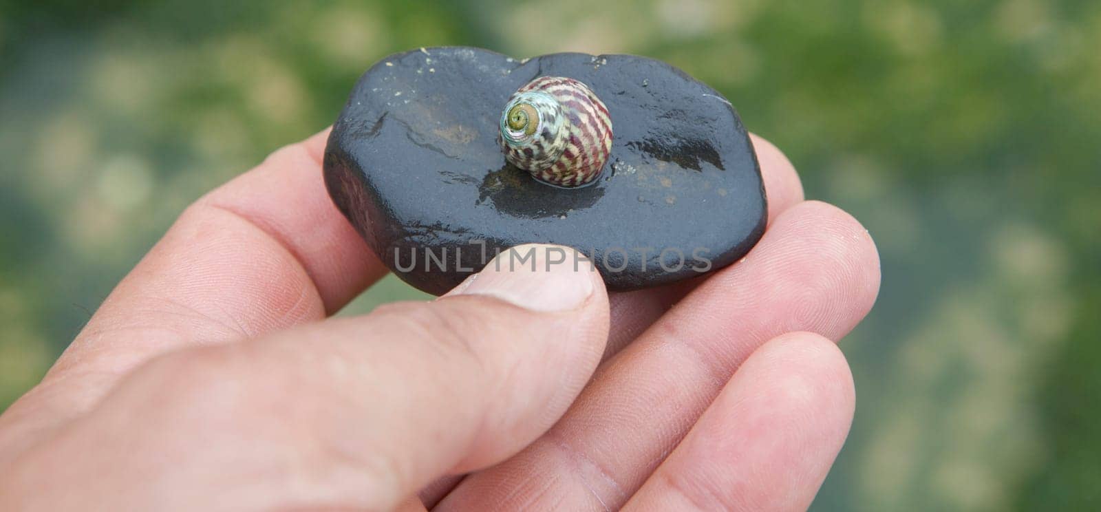 Steromphala umbilicalis, or the flat top shell. Displayed over my hand