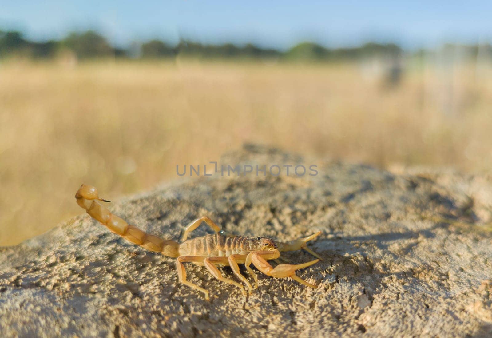 Iberian scoprpion or Buthus ibericus. Selective focus
