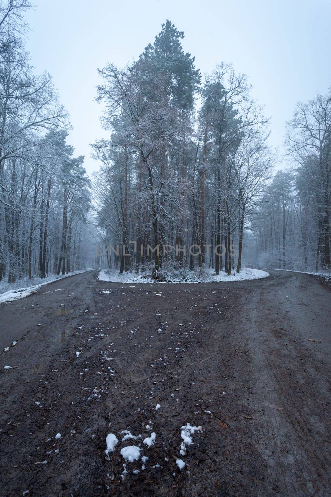 A fork in a dirt road in a winter forest, eastern Poland
