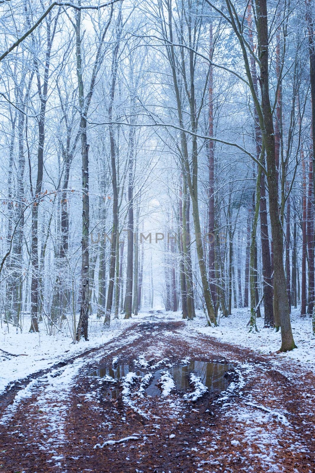 Muddy road alley in winter snow-covered forest, Zarzecze, Poland