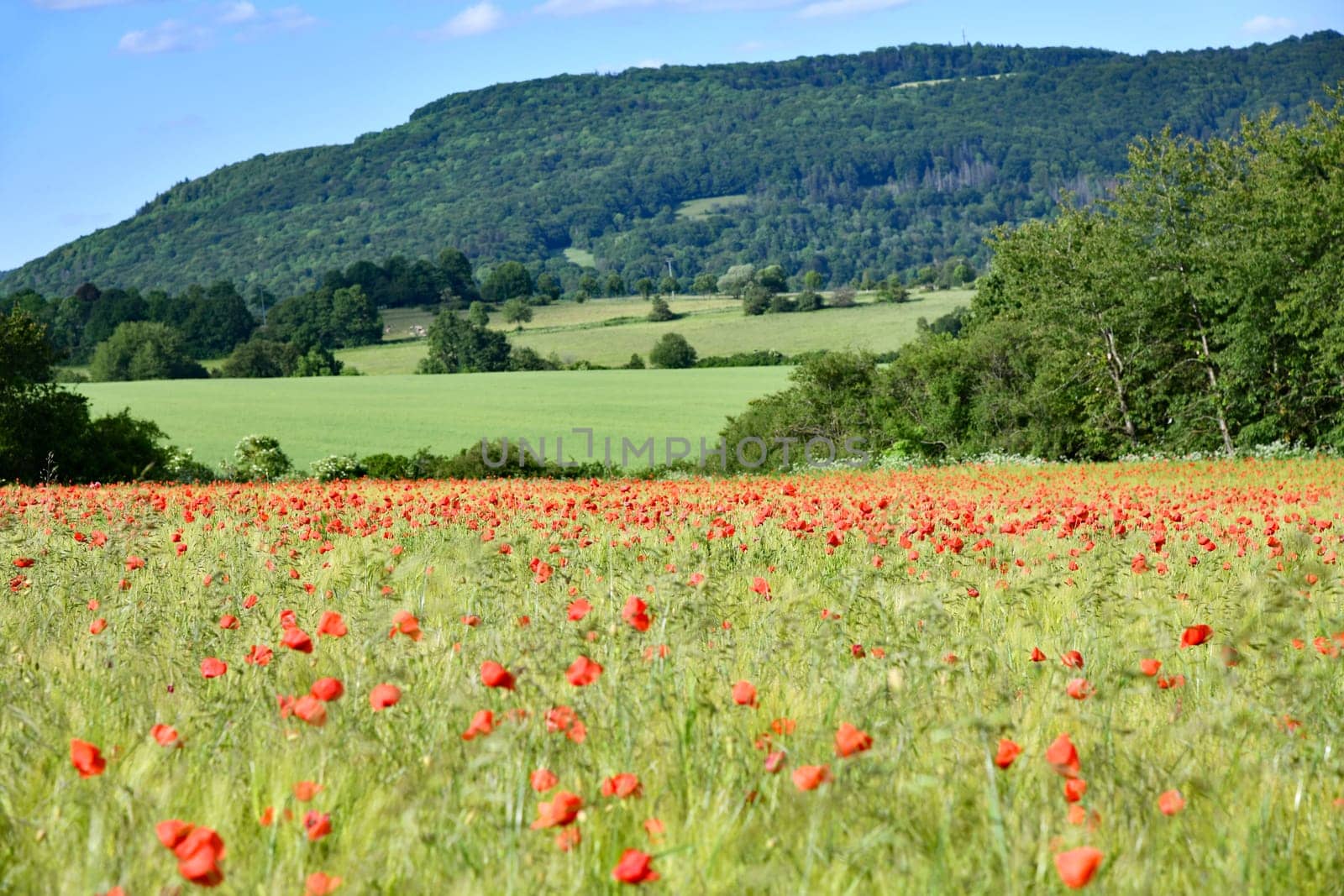 grain field with red flowers