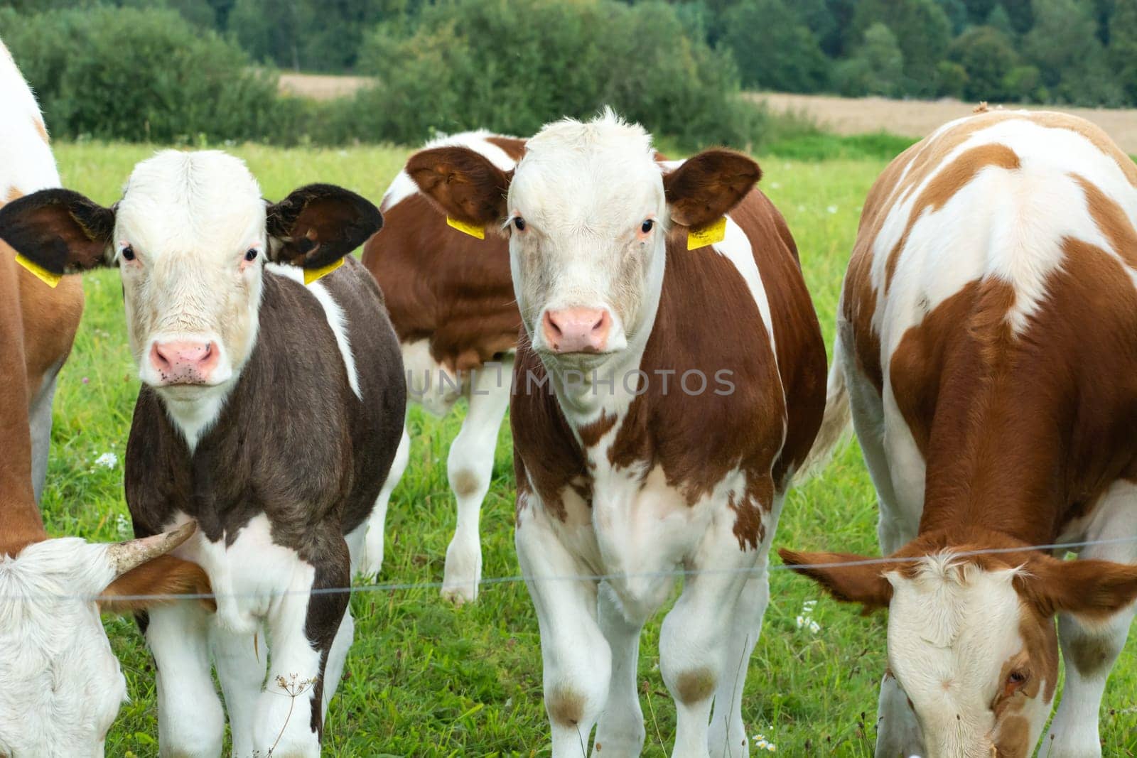 Two cow calves in a herd in the meadow, summer day