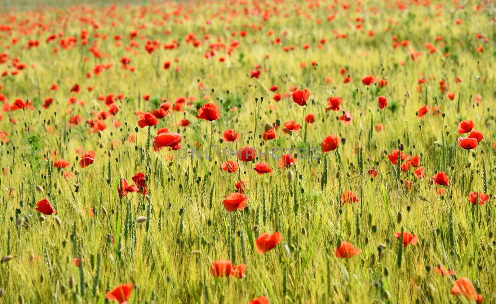 grain field with red flowers