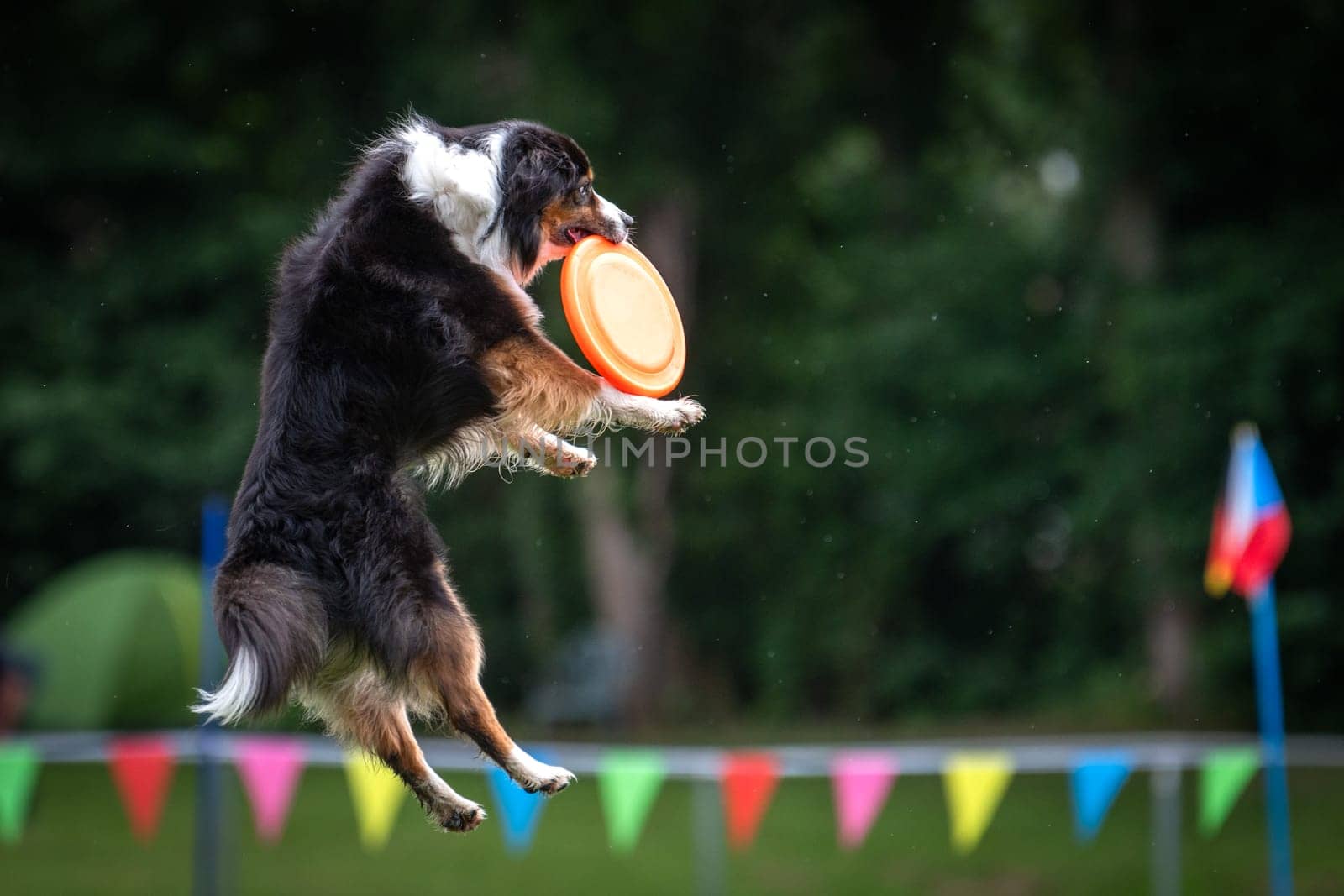 A dog is jumping to keep a freesbee. The sport is named : disc dog