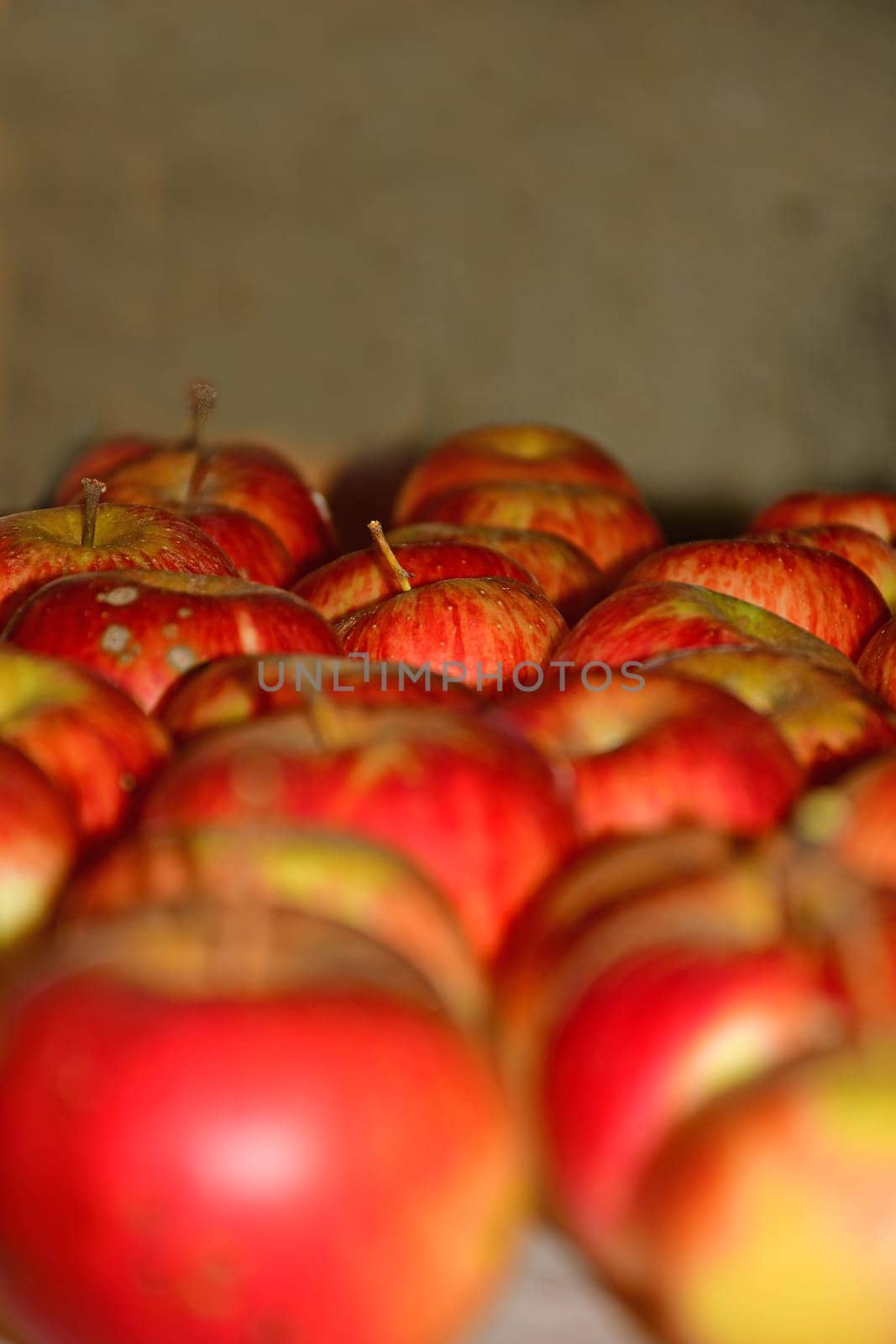 ripe red apples stored on a shelf in a cellar in Germany in late summer