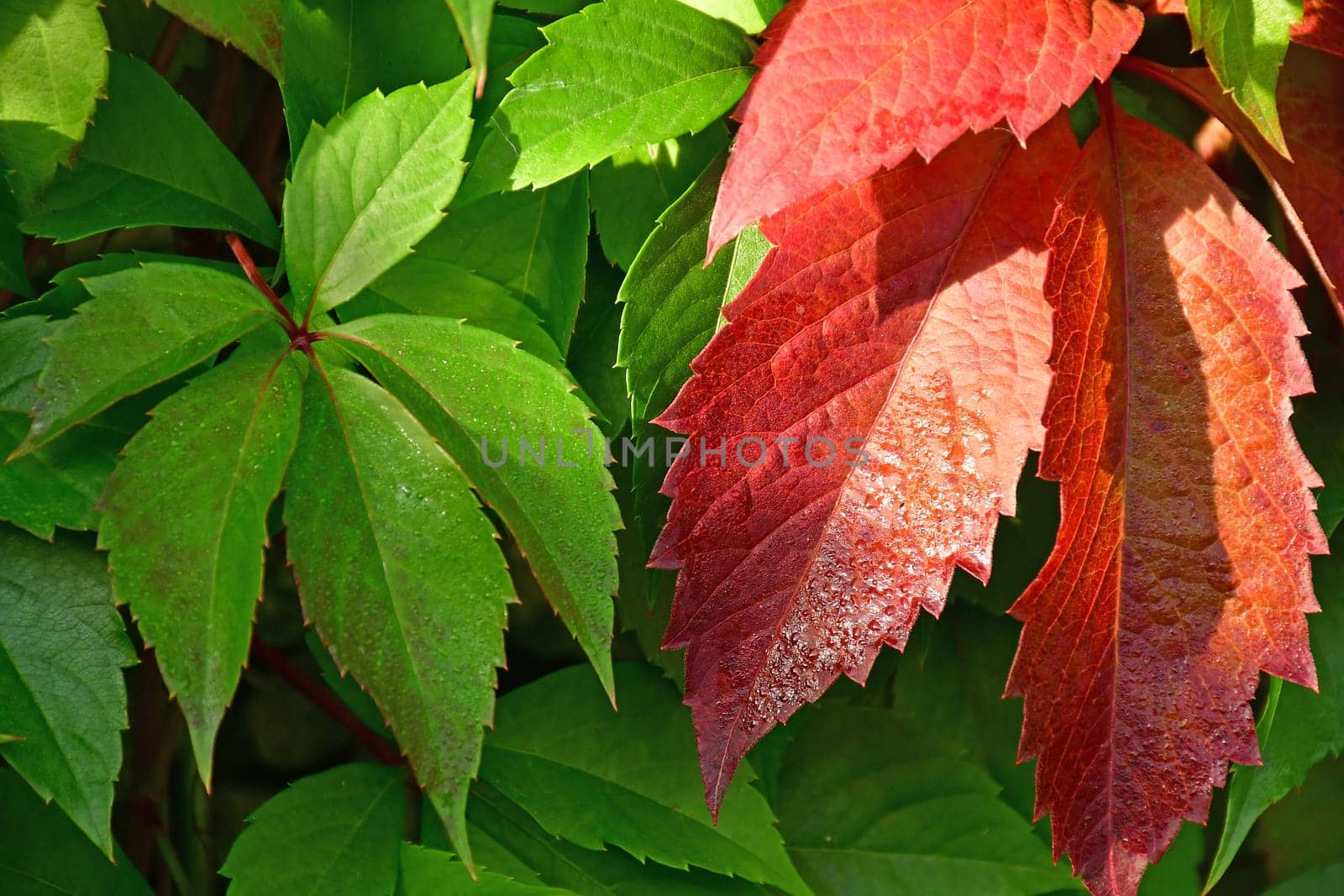 wild autumnal painted vines leaves