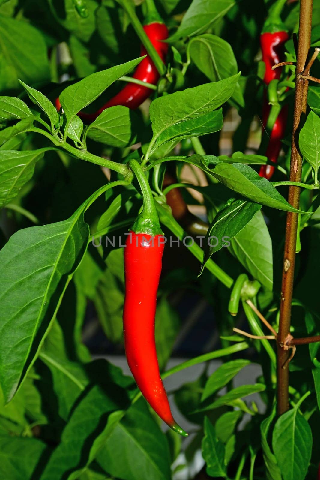 cayenne chili on its plant in a closeup