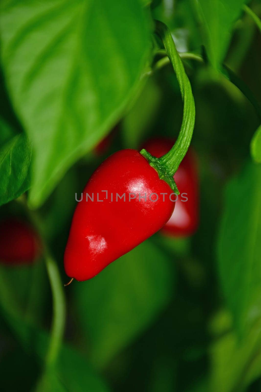 ripe jalapeno chili on its plant
