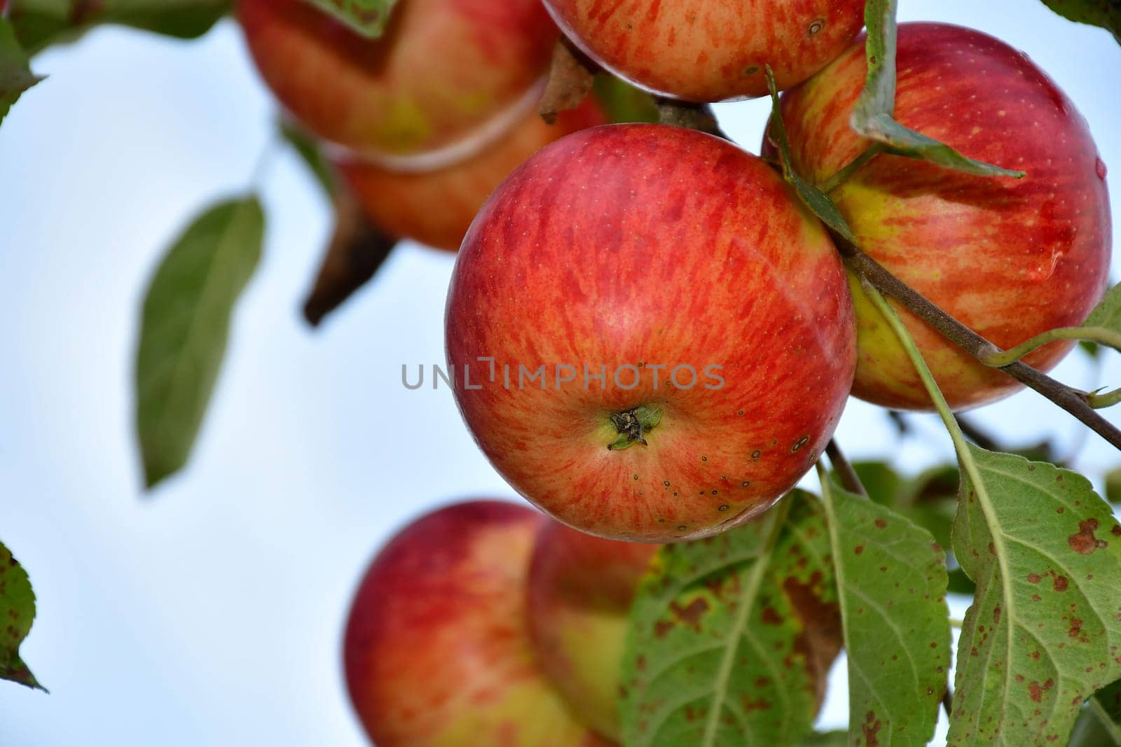 ripe apples on a tree in summer in a German Graden
