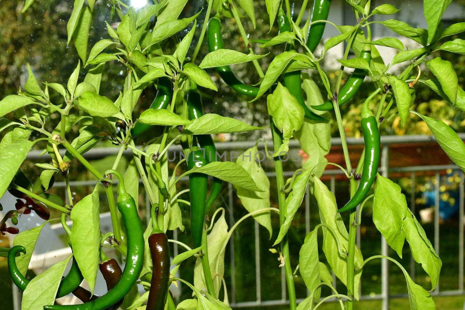 cayenne chili on its plant in a closeup