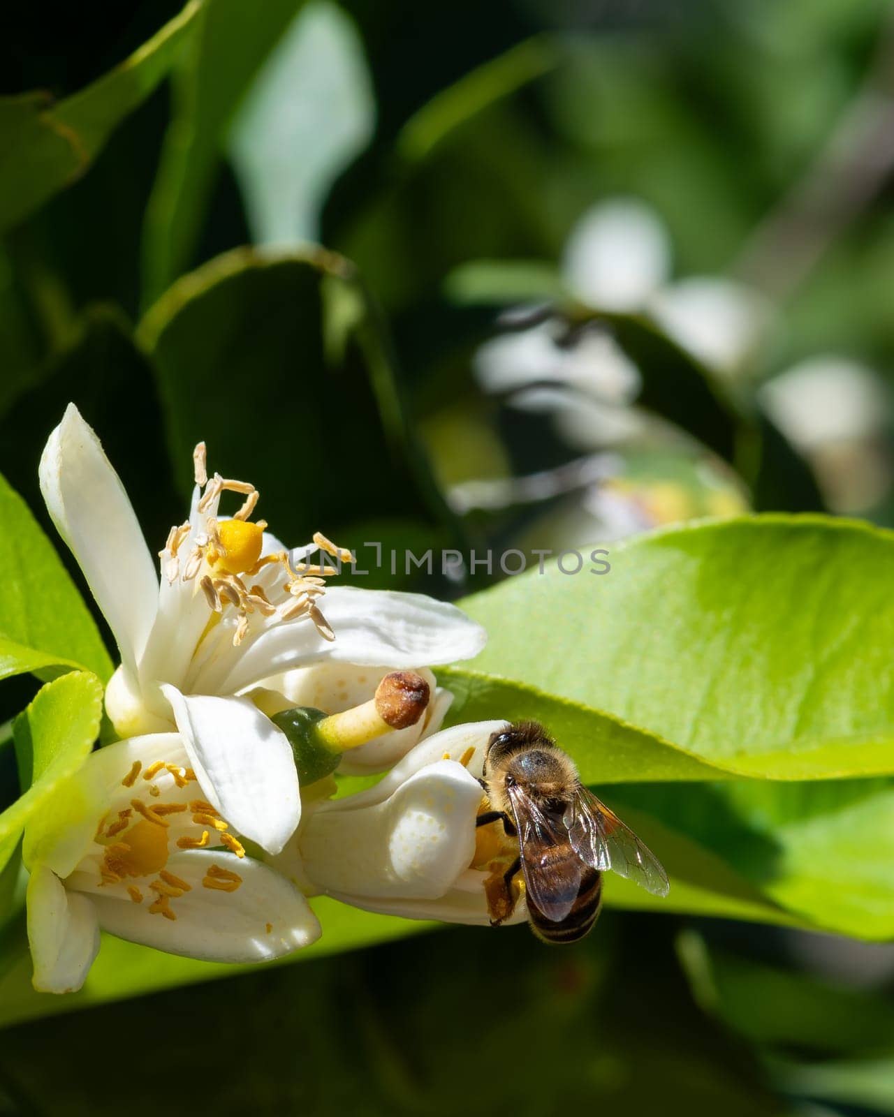 Close-up of a bee collecting pollen from white lemon blossoms in spring. Biological agriculture. Environmental protection and biodiversity.